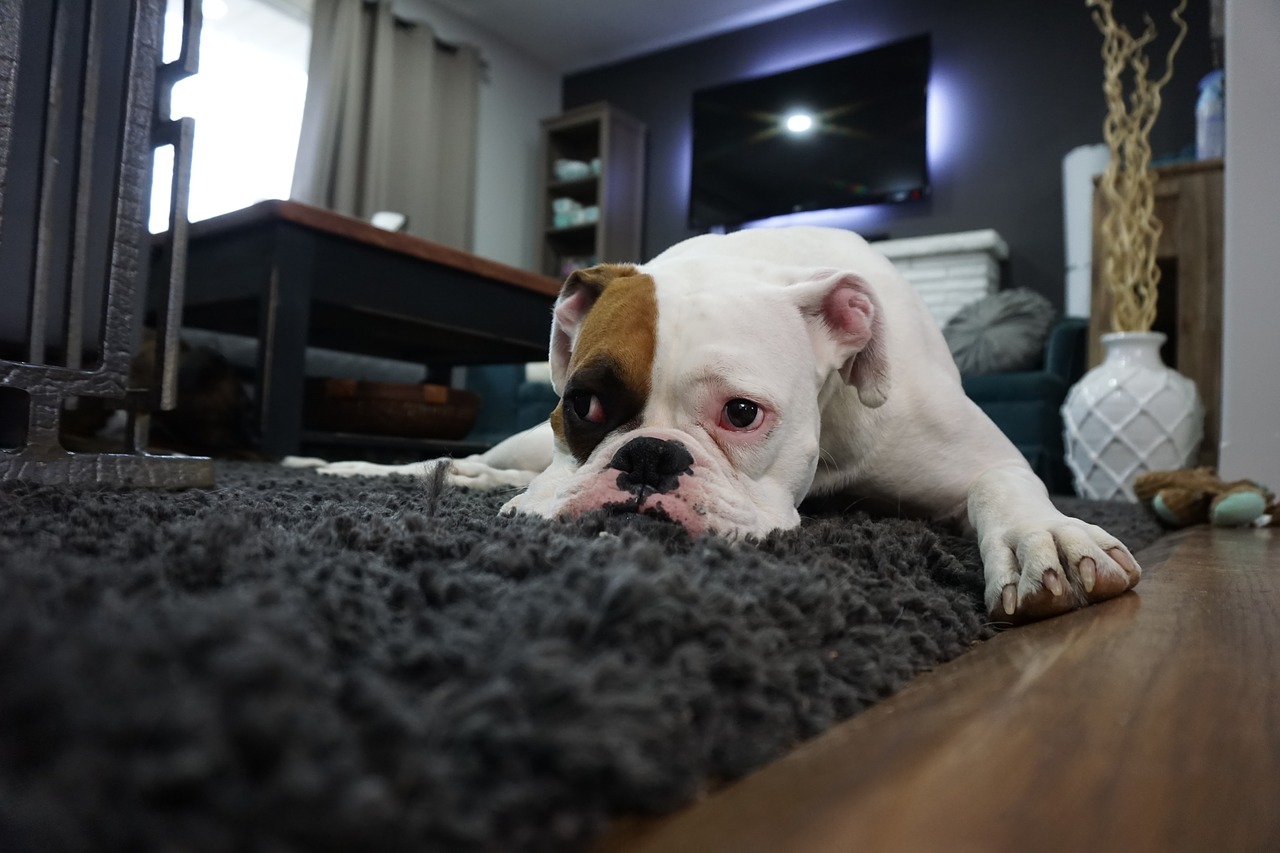 Jak wybrać odpowiedni dywan?